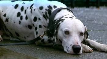Screenshot 3 from 101 Dalmatians (Full Movie)