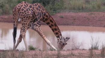 Screenshot 2 from 3D Safari: Africa (Full Movie)