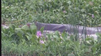 Screenshot 3 from 3D Safari: Africa (Full Movie)
