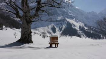 Screenshot 1 from A Bee's Diary (Full Movie)