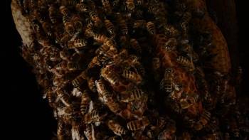 Screenshot 2 from A Bee's Diary (Full Movie)