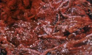 Screenshot 1 from A Cat in the Brain (Full Movie)