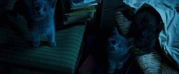 Screenshot 1 from A Cat's Life (Full Movie)