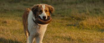Screenshot 3 from A Dog's Journey (Full Movie)