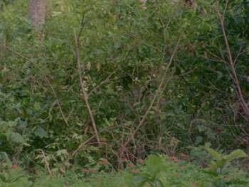 Screenshot 1 from A Dog's Life (Full Movie)