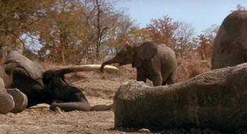 Screenshot 3 from A Far Off Place (Full Movie)