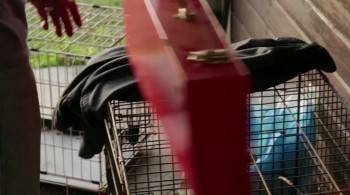 Screenshot 2 from A Horse for Christmas (Full Movie)