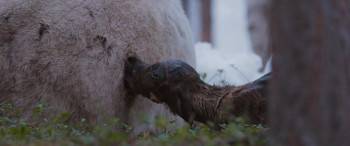 Screenshot 2 from A Reindeer's Journey (Full Movie)