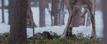 Screenshot 3 from A Reindeer's Journey (Full Movie)