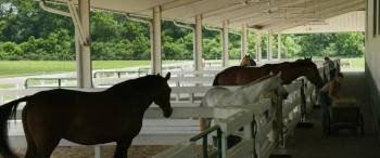 Screenshot 1 from A Sunday Horse (Full Movie)