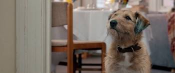 Screenshot 2 from Absolutely Anything (Full Movie)