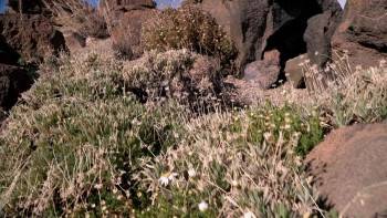 Screenshot 1 from Adventures of the Crystal Skull (Full Movie)