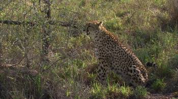 Screenshot 1 from Africa's Super Seven (Full Movie)