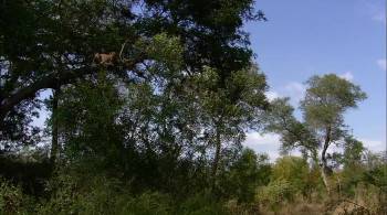 Screenshot 2 from Africa's Super Seven (Full Movie)