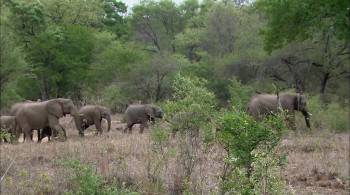 Screenshot 3 from Africa's Super Seven (Full Movie)
