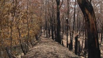 Screenshot 2 from After the Wildfires (Full Movie)