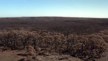 Screenshot 3 from After the Wildfires (Full Movie)