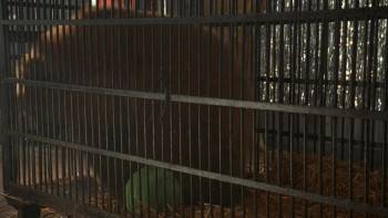 Screenshot 3 from Air Bud: Golden Receiver (Full Movie)