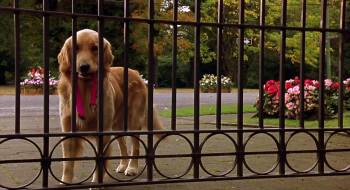 Screenshot 2 from Air Bud: World Pup (Full Movie)