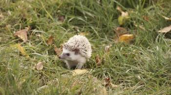 Screenshot 2 from Andy the Talking Hedgehog (Full Movie)