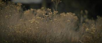 Screenshot 2 from Apocalypse Love Story (Full Movie)