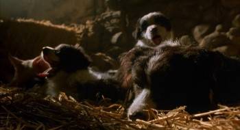 Screenshot 3 from Babe (Full Movie)