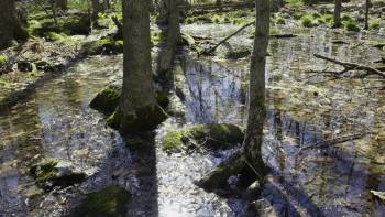 Screenshot 1 from Backyard Wilderness (Full Movie)