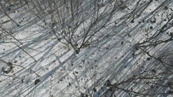 Screenshot 3 from Backyard Wilderness (Full Movie)