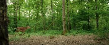 Screenshot 2 from Bambi: A Tale of Life in the Woods (Full Movie)