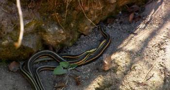 Screenshot 2 from Beauty of Snakes (Full Movie)