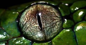 Screenshot 3 from Beauty of Snakes (Full Movie)