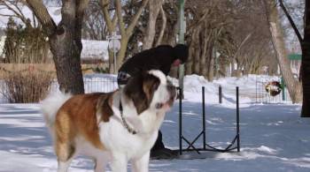 Screenshot 3 from Beethoven's Christmas Adventure (Full Movie)