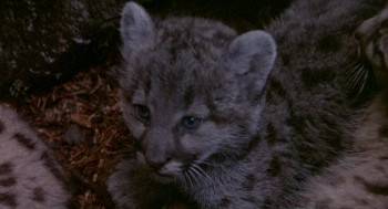 Screenshot 2 from Benji the Hunted (Full Movie)