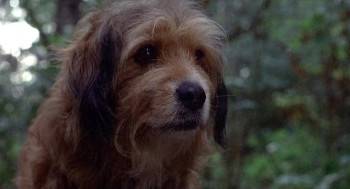 Screenshot 3 from Benji the Hunted (Full Movie)