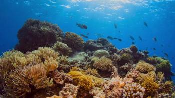 Screenshot 2 from Beyond the Reef (Full Movie)
