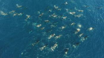 Screenshot 1 from Big Sharks Rule (Full Movie)