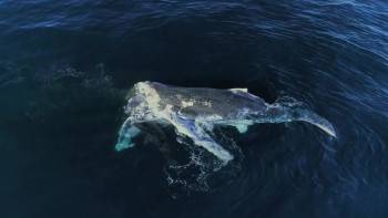 Screenshot 2 from Big Sharks Rule (Full Movie)