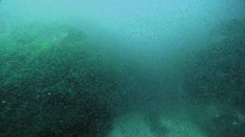 Screenshot 3 from Big Sharks Rule (Full Movie)