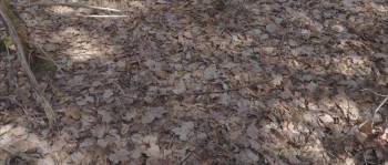 Screenshot 2 from Bigfoot: Blood on the Farm (Full Movie)