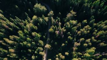 Screenshot 1 from Bigfoot Encounters in the Pacific Northwest (Full Movie)