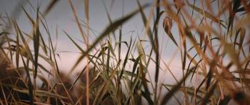 Screenshot 1 from Birds Flying East (Full Movie)