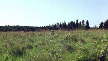Screenshot 1 from Black Fox (Full Movie)
