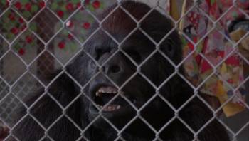 Screenshot 2 from Born to Be Wild (Full Movie)