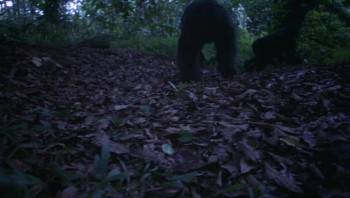 Screenshot 3 from Born to Be Wild (Full Movie)