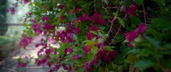 Screenshot 1 from Bougainvillea (Full Movie)