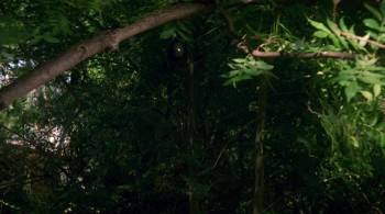 Screenshot 2 from Cannibal Women in the Avocado Jungle of Death (Full Movie)