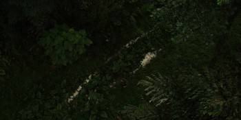 Screenshot 1 from Canopy (Full Movie)
