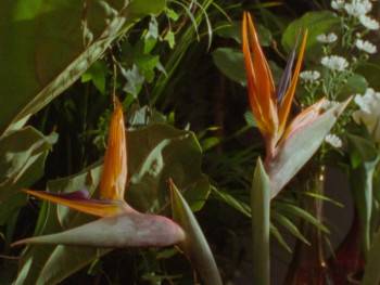 Screenshot 3 from Cette maison (Full Movie)