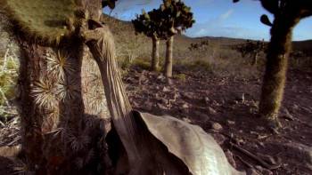 Screenshot 2 from Charles Darwin and the Tree of Life (Full Movie)