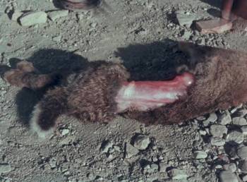 Screenshot 1 from Charley-One-Eye (Full Movie)